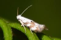 Bucculatrix frangutella