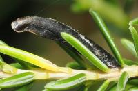 Coleophora pyrrhulipennella