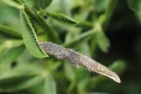 Coleophora calycotomella