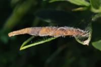 Coleophora calycotomella