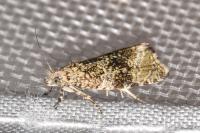 Celypha lacunana