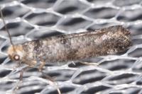 Paraswammerdamia nebulella
