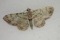 Pasiphila rectangulata