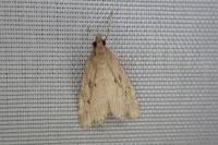 Eudonia pallida