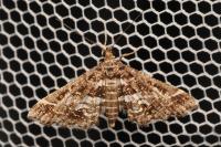 Diasemiopsis ramburialis