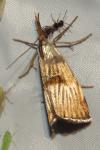 Chrysocrambus linetella