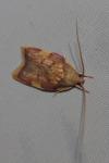 Carcina quercana