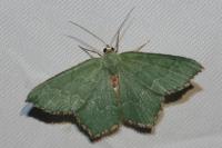 Hemithea aestivaria