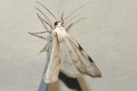 Lomographa bimaculata