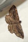 Philereme transversata