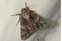 Acronicta rumicis