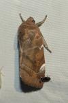 Cosmia affinis