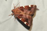 Cosmia diffinis
