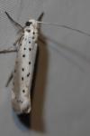 Yponomeuta