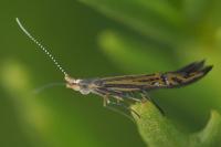 Coleophora limoniella