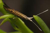 Coleophora limoniella