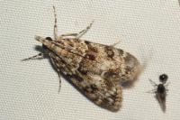 Eudonia lacustrata