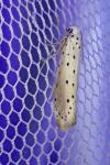 Yponomeuta