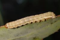Hecatera dysodea