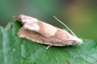 Eucosma conterminana