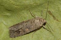 Spodoptera exigua