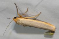 Eilema caniola