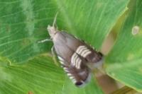 Grapholita compositella