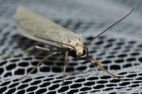 Indalia pygmaeola