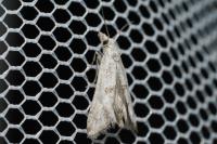 Cochylimorpha elongana