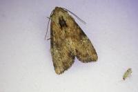 Apamea scolopacina