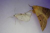 Lomographa bimaculata