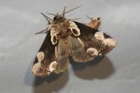 Thyatira batis