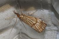 Chrysocrambus linetella