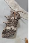 Drymonia querna
