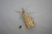 Chrysocrambus linetella