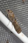 Phycita roborella