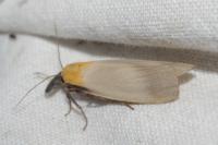 Lithosia quadra