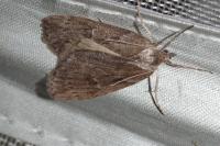 Pachycnemia hippocastanaria
