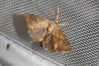 Apoda limacodes