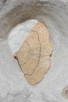 Paracolax tristalis