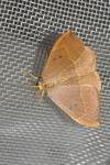 Watsonalla binaria