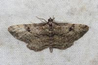 Peribatodes rhomboidaria