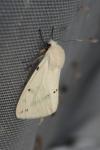 Spilarctia lutea