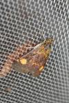 Pyrausta aurata