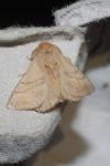 Malacosoma neustria