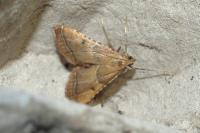 Endotricha flammealis