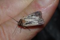 Ochropleura plecta
