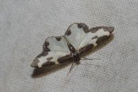 Lomaspilis marginata