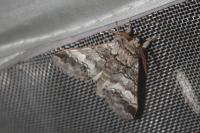 Drymonia querna