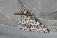 Lymantria monacha